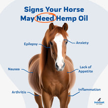 Load image into Gallery viewer, PurHemp Oil for Horses