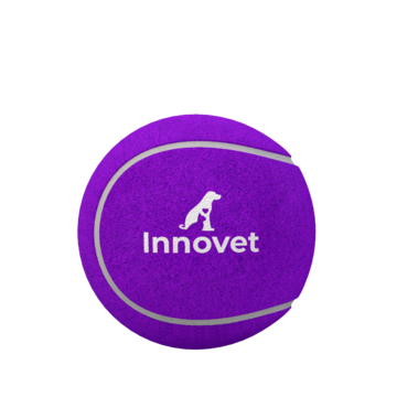 Purple Premium Quality Dog Tennis Ball - | Innovet Pet